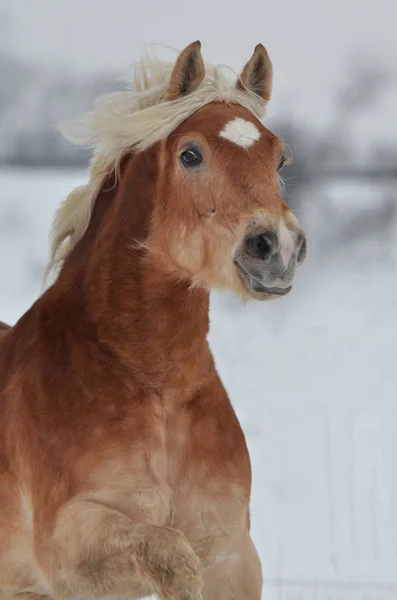 Bellissimo Cavallo All Aria Aperta — Foto Stock