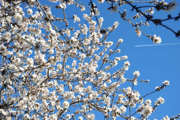 Almond Blossom Spinda — Stok fotoğraf