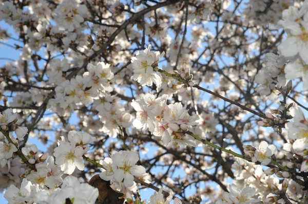 Mandelblüte Spanien — Stockfoto