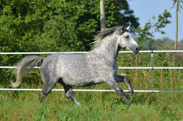 White Horse Wildlife Nature Fauna Lipizzan Horse Breed — Stock Photo, Image