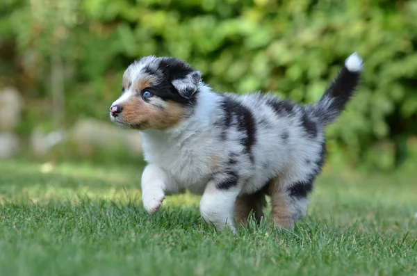 Porträtt Australiska Herde Hund — Stockfoto