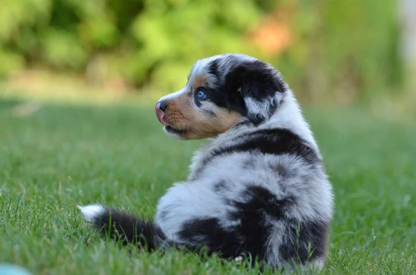 Portrait Chien Berger Australien — Photo