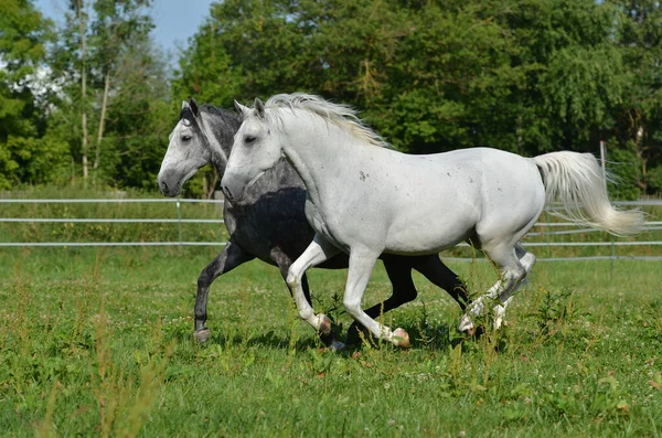 Wit Paard Wild Natuur Fauna Lipizzan Horse Ras — Stockfoto