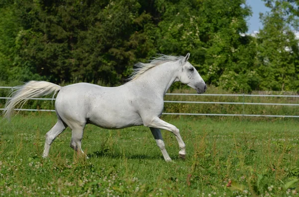 Branco Cavalo Vida Selvagem Natureza Fauna Lipizzan Cavalo Espécie — Fotografia de Stock
