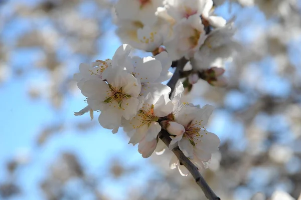 Flor Amêndoa Espanha — Fotografia de Stock