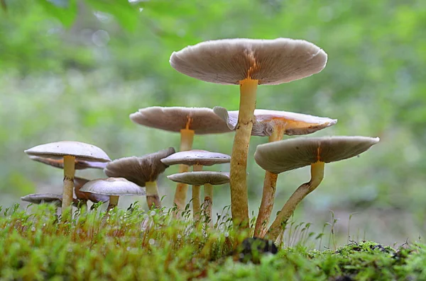 Mushrooms Moss — Stock Photo, Image