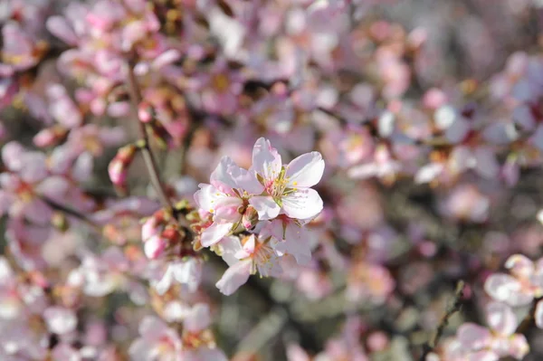 Almond Blosom Spanje — Stockfoto