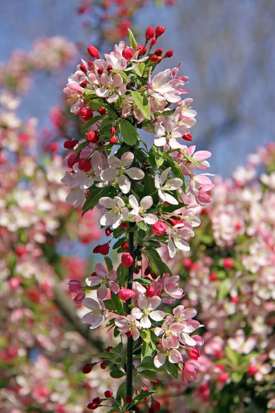 꽃피는 사과나무 — 스톡 사진