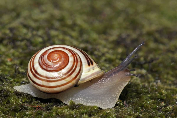 Lumaca Creatura Elica Mollusco — Foto Stock