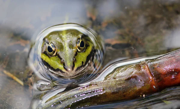 Obojživelné Zvíře Divoká Žába — Stock fotografie