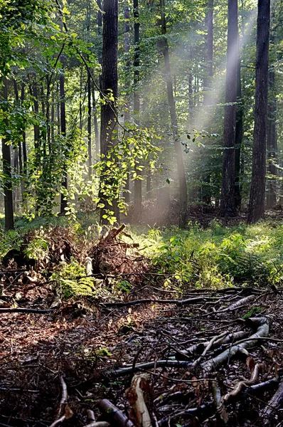 Sunbeams Morning Forest — Stock Photo, Image
