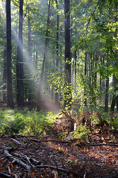 Trave Luce Nella Foresta — Foto Stock