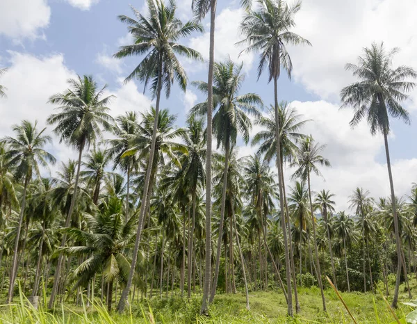 Plantación Coco Isla Samui Tailandia — Foto de Stock