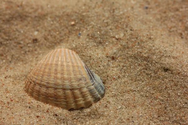 海洋海岸线景观 夏季自然假期 — 图库照片