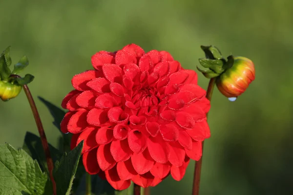 Sabah Çiğ Tanesinde Dahlia — Stok fotoğraf