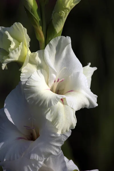 Gladiolus Bloemen Flora Gebladerte — Stockfoto