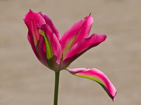 Fiori Tulipani Petali Flora Primaverile — Foto Stock