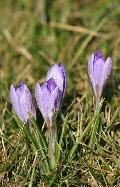 Krokusy Wiosenne Flora Płatki — Zdjęcie stockowe