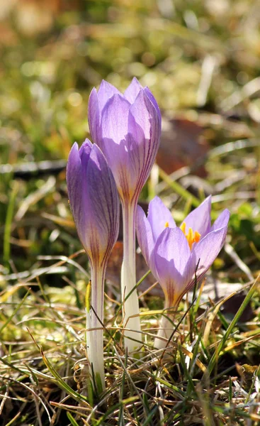 Crocus Flowers Petals Spring Flora — Stock Photo, Image