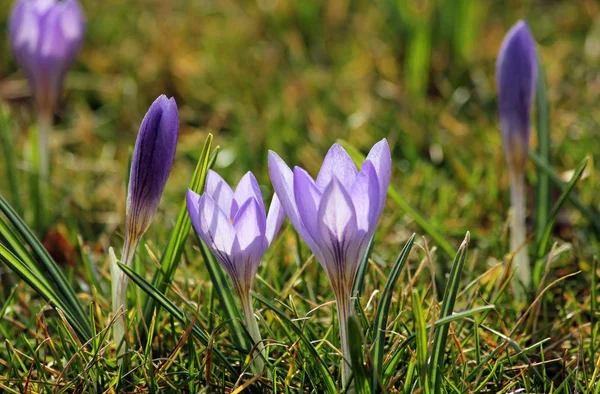 Purple Crocuses Spring Flowers Petals — Stock Photo, Image