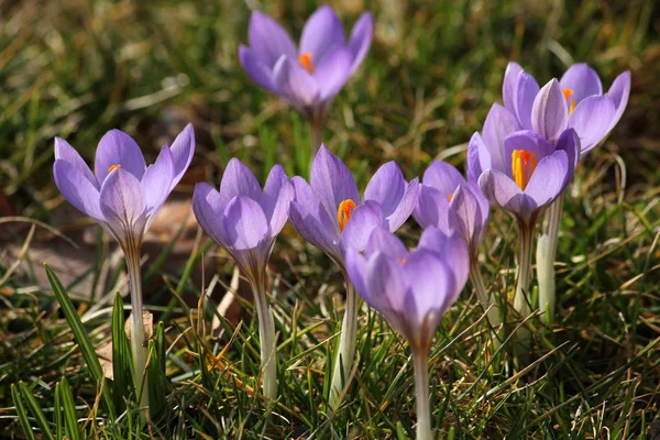 Purpurowe Krokusy Wiosenne Płatki Kwiatów — Zdjęcie stockowe