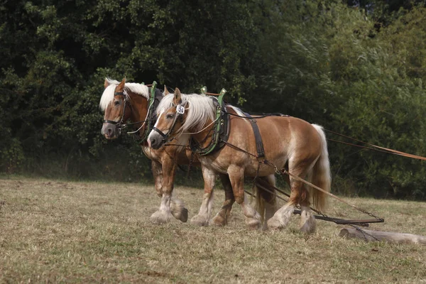 Rheinisch German Draft Horses Wooden Back — Stockfoto