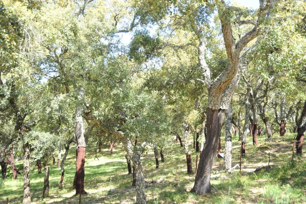 Utsikt Över Spanien — Stockfoto