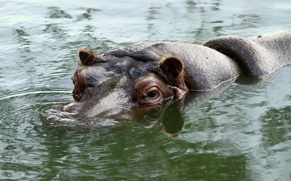 Víziló Hippopotamus Természetes Állatvilág — Stock Fotó