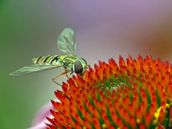 Hain Schwebfliege Episyrphus Balteatus — Stockfoto