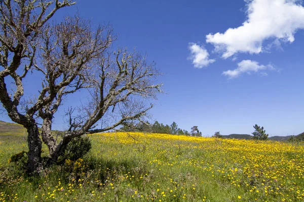 Bela Vista Uma Colina Flores Calêndula Amarelas Com Árvore Solitária — Fotografia de Stock