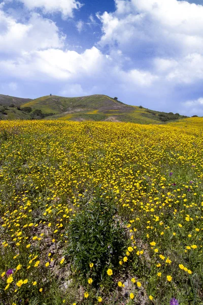 木の後ろに黄色のマリーゴールドの花の丘の美しい景色 — ストック写真