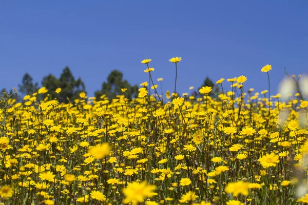 Vacker Utsikt Över Kulle Gula Ringblomma Blommor Med Träden Bakom — Stockfoto