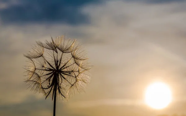 Taraxacum Ruderalia Flor Dente Leão — Fotografia de Stock