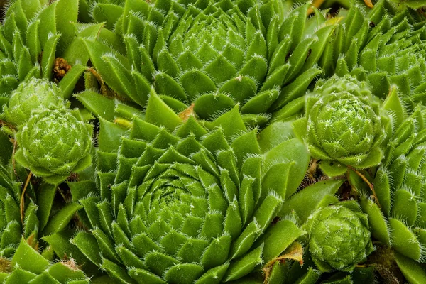 Kaktuspflanze Botanische Pflanze Mit Dornen — Stockfoto