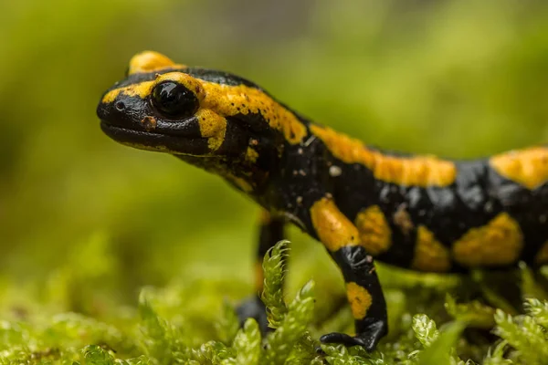 Salamandra Animal Reptiles Lagarto —  Fotos de Stock