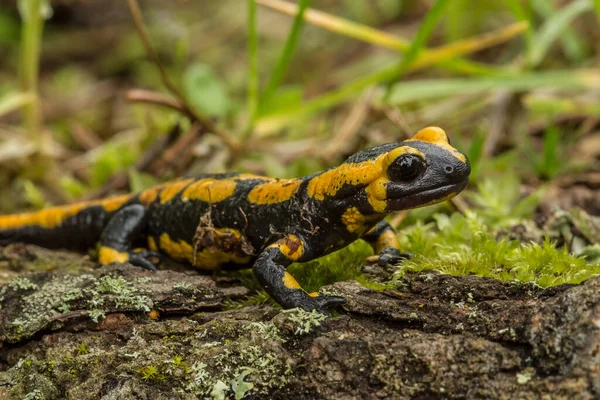 Salamander Dier Reptielen Hagedis — Stockfoto