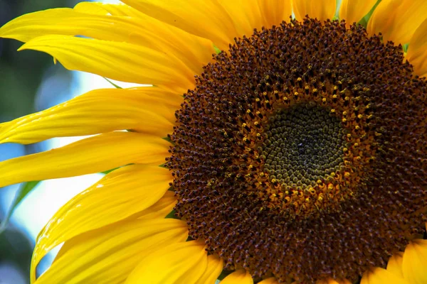 Girasoles Campo — Foto de Stock