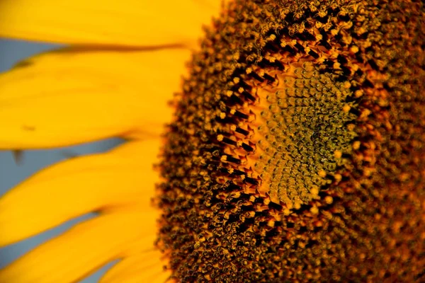 Sonnenblumen Auf Dem Feld — Stockfoto