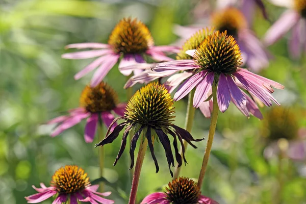 Echinacea Purpurea Jesienią — Zdjęcie stockowe