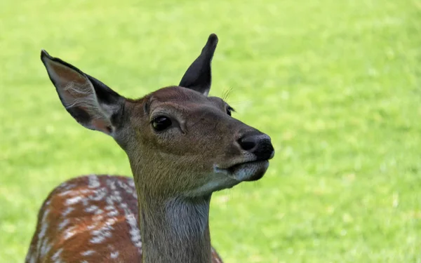 Natureza Selvagem Animal Fallow Cervos Animais Vida Selvagem — Fotografia de Stock