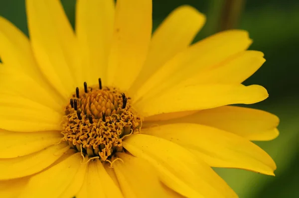 Belles Fleurs Concept Floral Fond Nature — Photo