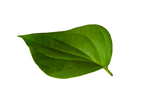 Beyaz Arka Plan Üzerinde Piperaceae Yaprak — Stok fotoğraf