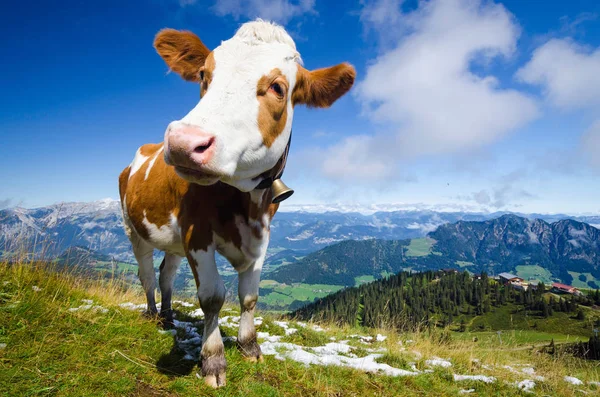 Tehén Cowbell Alpokban — Stock Fotó