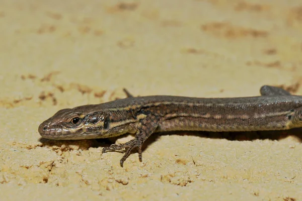 Primer Plano Lagarto Hábitat Concepto Salvajismo —  Fotos de Stock