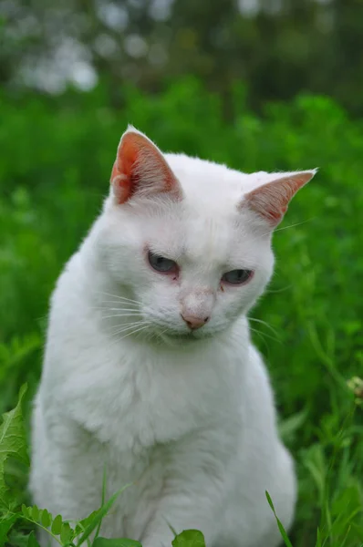 Chat Blanc Campagne — Photo