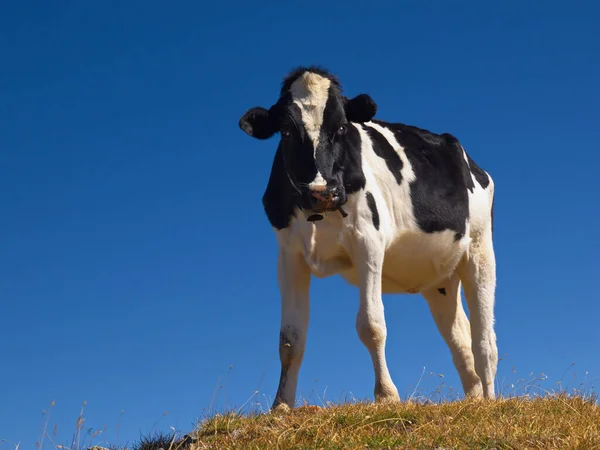 Animaux Domestiques Dans Les Pâturages Agricoles — Photo