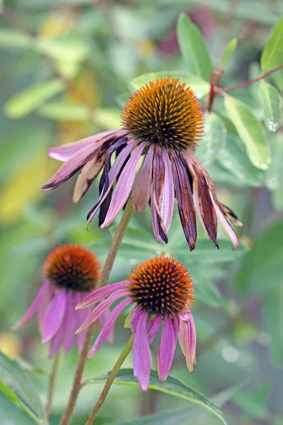 Echinacea Purpurea Ogrodzie Prerii — Zdjęcie stockowe