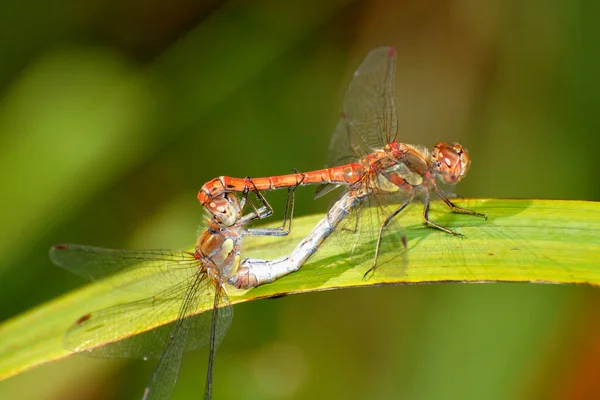 Vue Macro Rapprochée Insecte Libellule — Photo