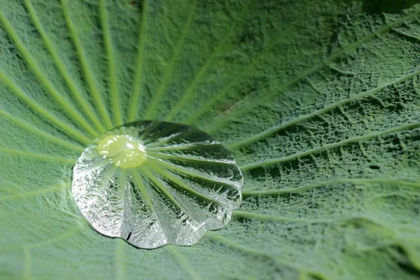 Lotusblad Med Kristallklart Regn Droppe — Stockfoto