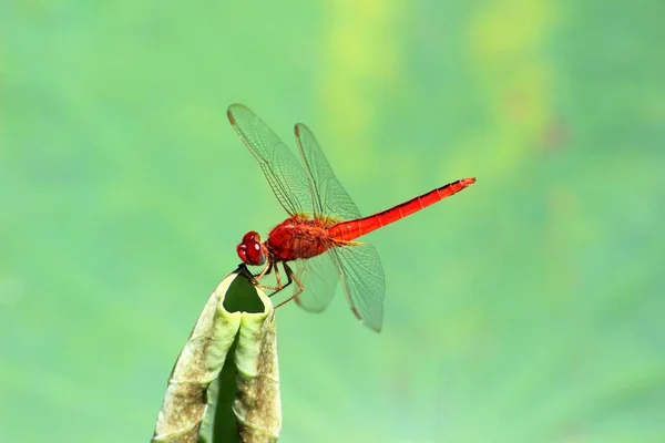 Fly Dragonfly Insect Odonata Fauna — Stock Photo, Image